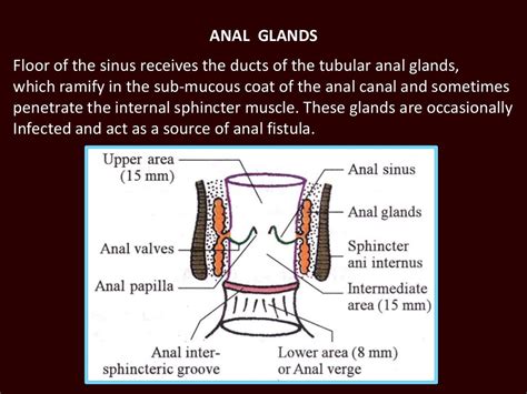 penetrationanale|'anal.